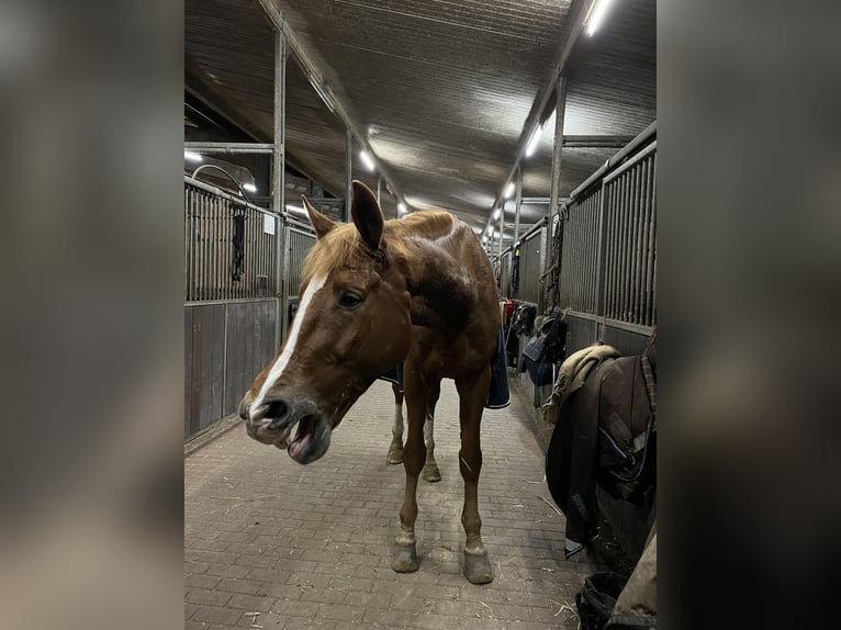 Weitere Warmblüter Wallach 18 Jahre 173 cm Fuchs in GrevenGreven