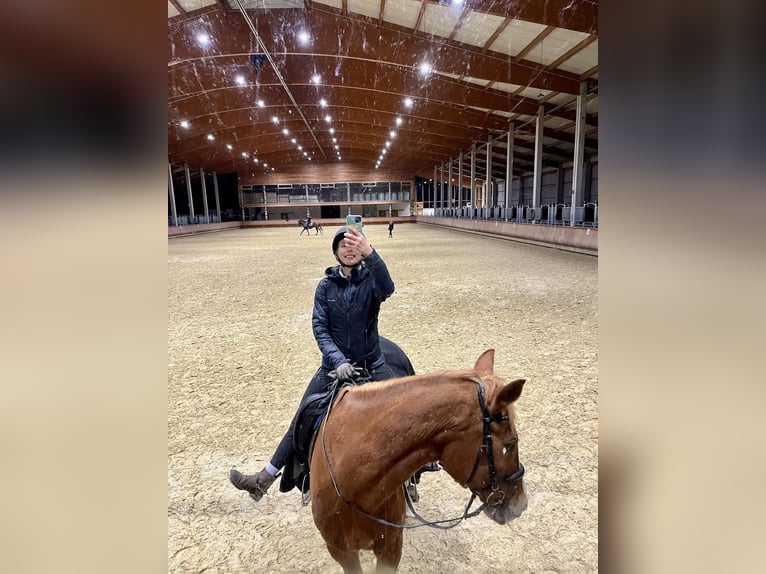 Weitere Warmblüter Wallach 18 Jahre 173 cm Fuchs in GrevenGreven