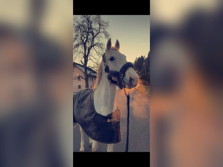 Weitere Warmblüter Wallach 19 Jahre 157 cm in Ruden