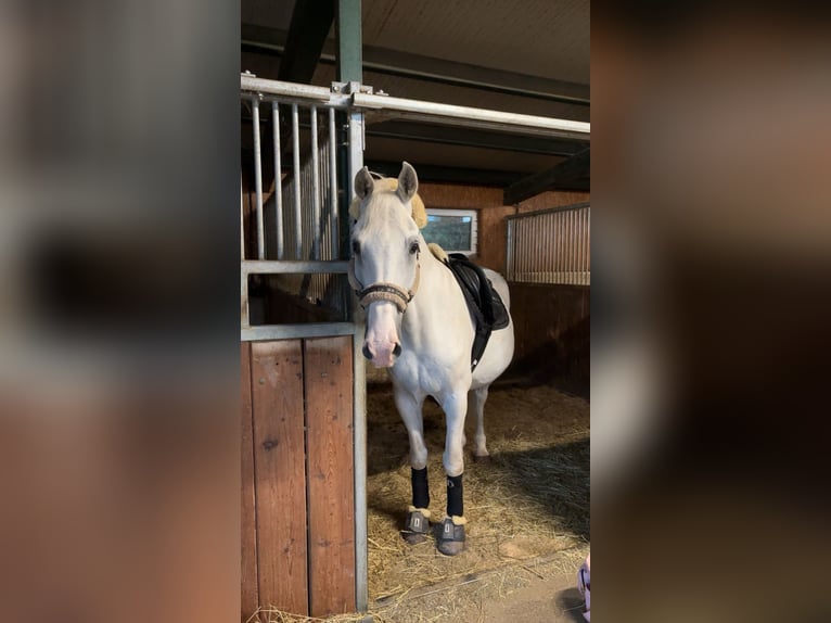 Weitere Warmblüter Wallach 19 Jahre 157 cm in Ruden