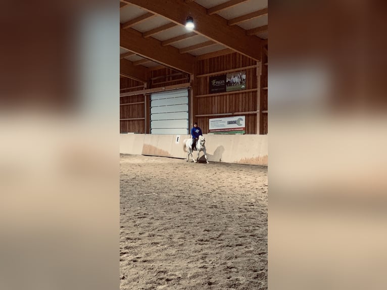 Weitere Warmblüter Wallach 19 Jahre 157 cm in Ruden