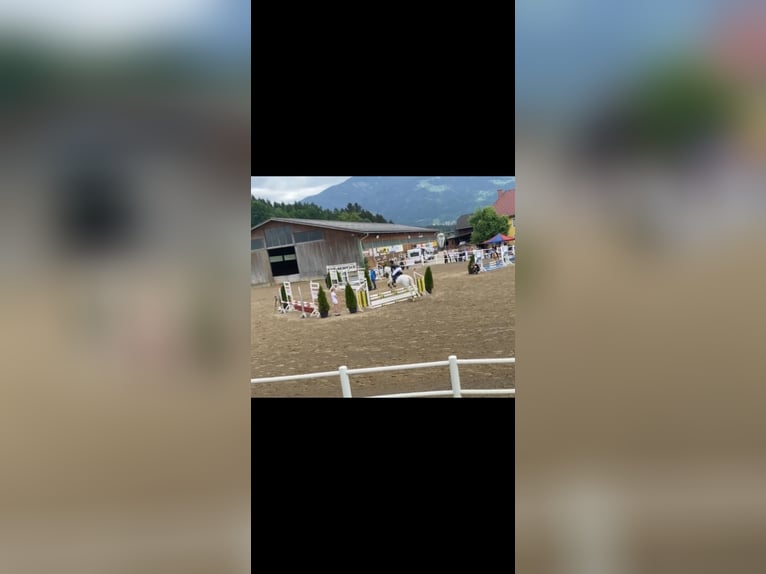 Weitere Warmblüter Wallach 19 Jahre 157 cm in Ruden