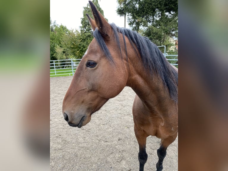 Weitere Warmblüter Wallach 19 Jahre 158 cm Brauner in Aletshausen