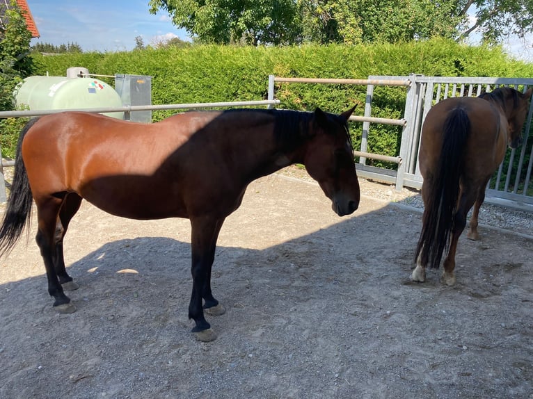 Weitere Warmblüter Wallach 19 Jahre 158 cm Brauner in Aletshausen
