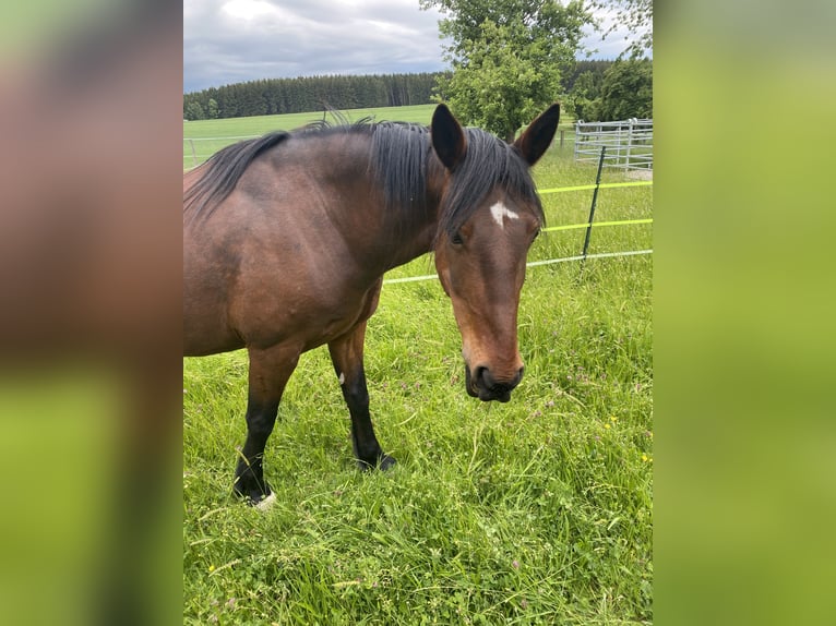 Weitere Warmblüter Wallach 19 Jahre 158 cm Brauner in Aletshausen