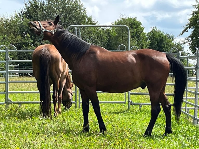 Weitere Warmblüter Wallach 19 Jahre 158 cm Brauner in Aletshausen