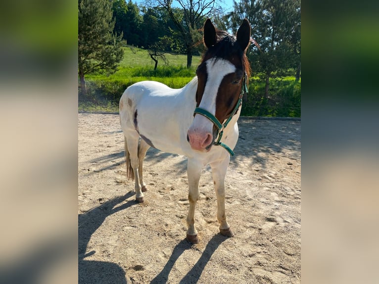 Weitere Warmblüter Mix Wallach 19 Jahre 158 cm Schecke in Eggersdorf