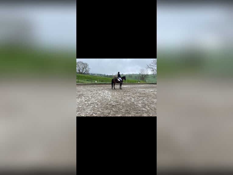 Weitere Warmblüter Wallach 19 Jahre 162 cm in Purgstall bei Eggersdorf