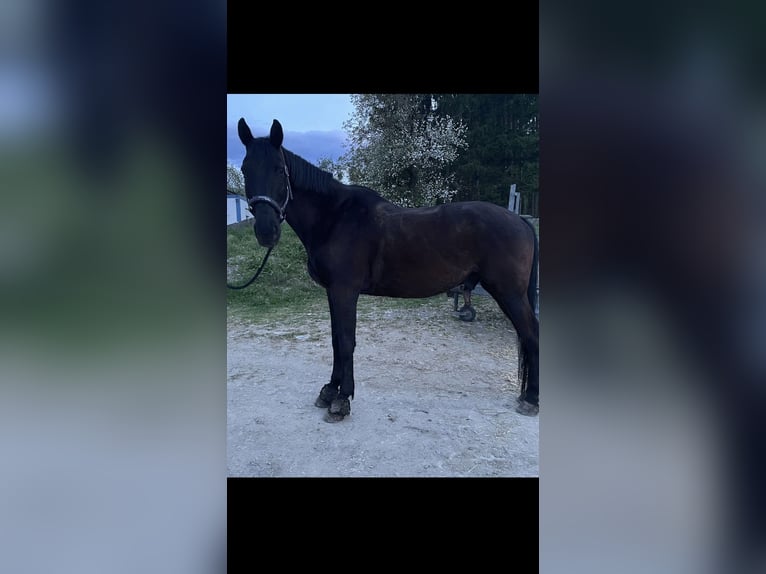 Weitere Warmblüter Wallach 19 Jahre 162 cm in Purgstall bei Eggersdorf