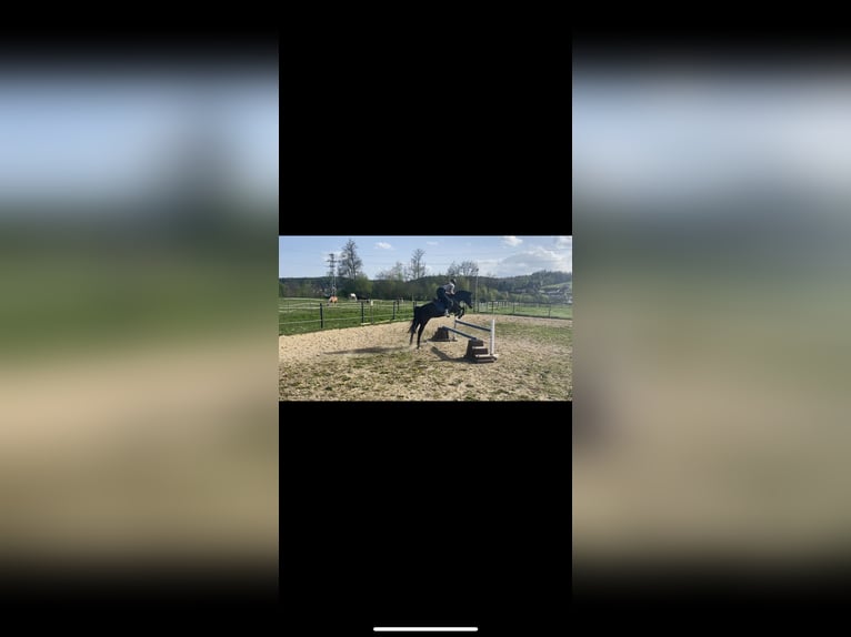 Weitere Warmblüter Wallach 19 Jahre 162 cm in Purgstall bei Eggersdorf