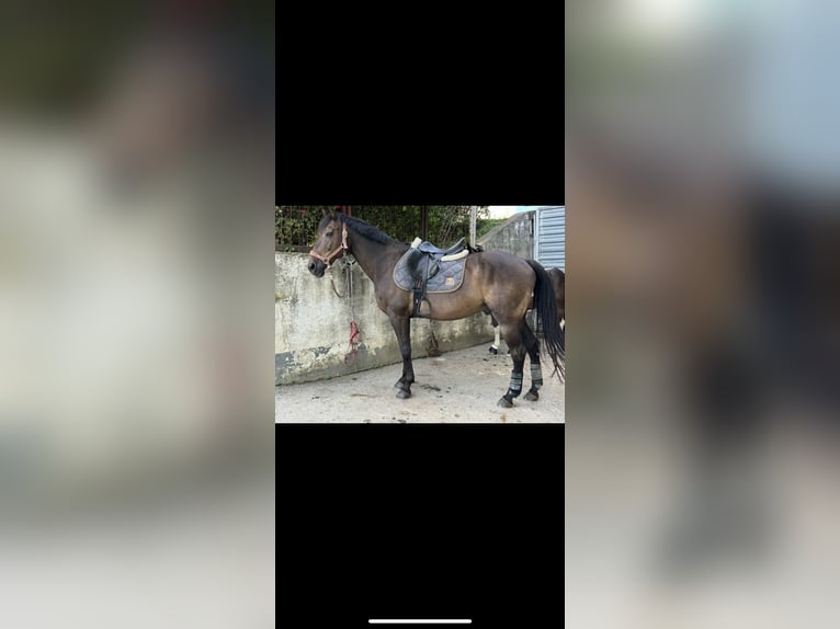 Weitere Warmblüter Wallach 19 Jahre 162 cm in Purgstall bei Eggersdorf