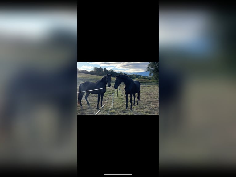 Weitere Warmblüter Wallach 19 Jahre 162 cm in Purgstall bei Eggersdorf