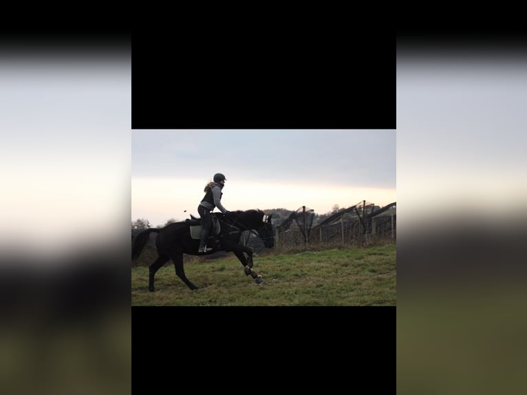 Weitere Warmblüter Wallach 19 Jahre 162 cm in Purgstall bei Eggersdorf