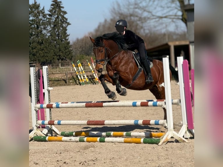 Weitere Warmblüter Wallach 19 Jahre 165 cm Brauner in Havixbeck