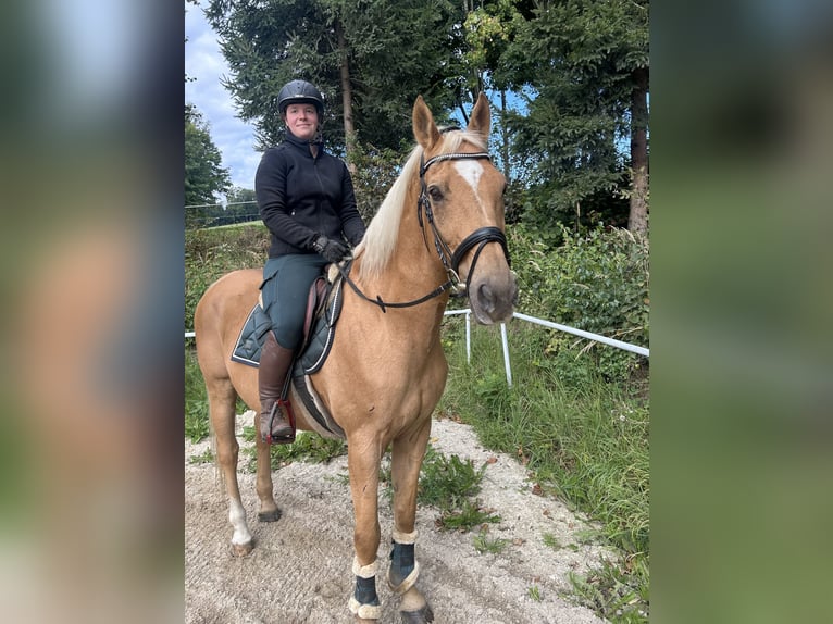 Weitere Warmblüter Wallach 19 Jahre 167 cm Fuchs in Pelmberg