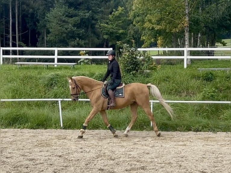 Weitere Warmblüter Wallach 19 Jahre 167 cm Fuchs in Pelmberg