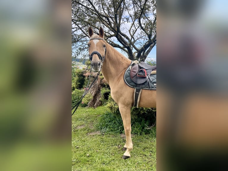 Weitere Warmblüter Wallach 19 Jahre 167 cm Fuchs in Pelmberg