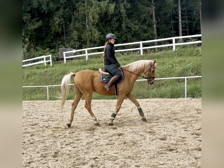 Weitere Warmblüter Wallach 19 Jahre 167 cm Fuchs in Pelmberg