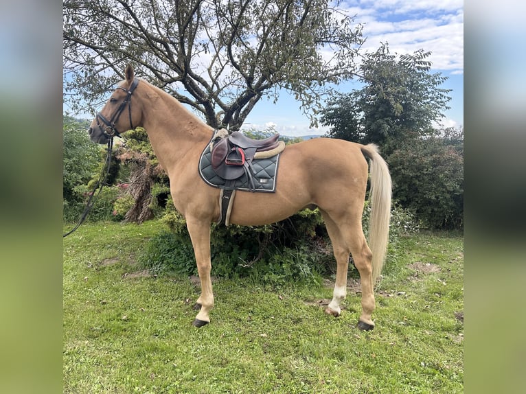 Weitere Warmblüter Wallach 19 Jahre 167 cm Fuchs in Pelmberg