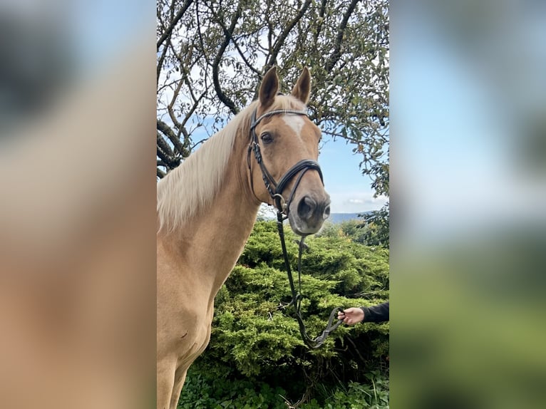 Weitere Warmblüter Wallach 19 Jahre 167 cm Fuchs in Pelmberg
