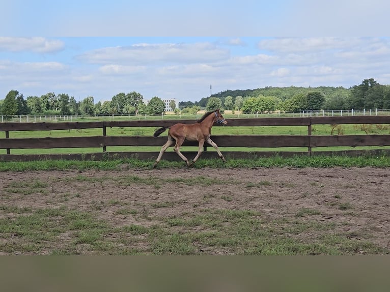 Weitere Warmblüter Mix Wallach 1 Jahr 156 cm Kann Schimmel werden in Wolfsburg