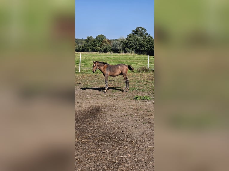 Weitere Warmblüter Mix Wallach 1 Jahr 156 cm Kann Schimmel werden in Wolfsburg