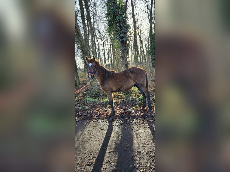 Weitere Warmblüter Mix Wallach 1 Jahr 156 cm Kann Schimmel werden in Wolfsburg