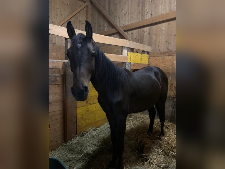 Weitere Warmblüter Wallach 1 Jahr 165 cm Schwarzbrauner in Gro&#xDF; siegharts