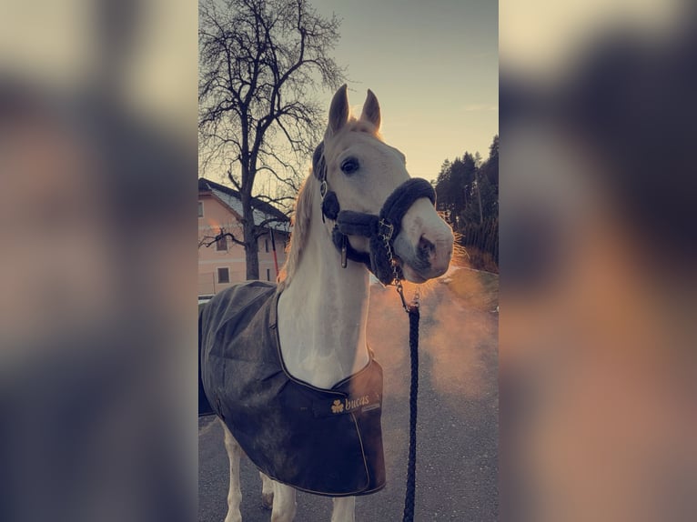 Weitere Warmblüter Wallach 20 Jahre 157 cm Schimmel in Völkermarkt