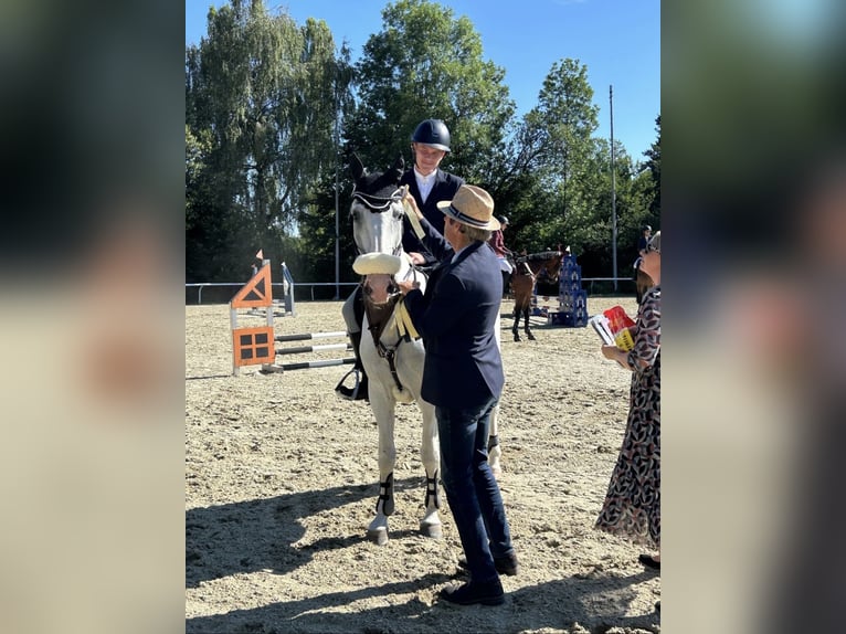 Weitere Warmblüter Wallach 20 Jahre 157 cm Schimmel in Völkermarkt