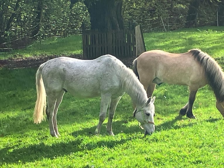 Weitere Warmblüter Wallach 20 Jahre 158 cm Schimmel in Stuttgart Riedenberg