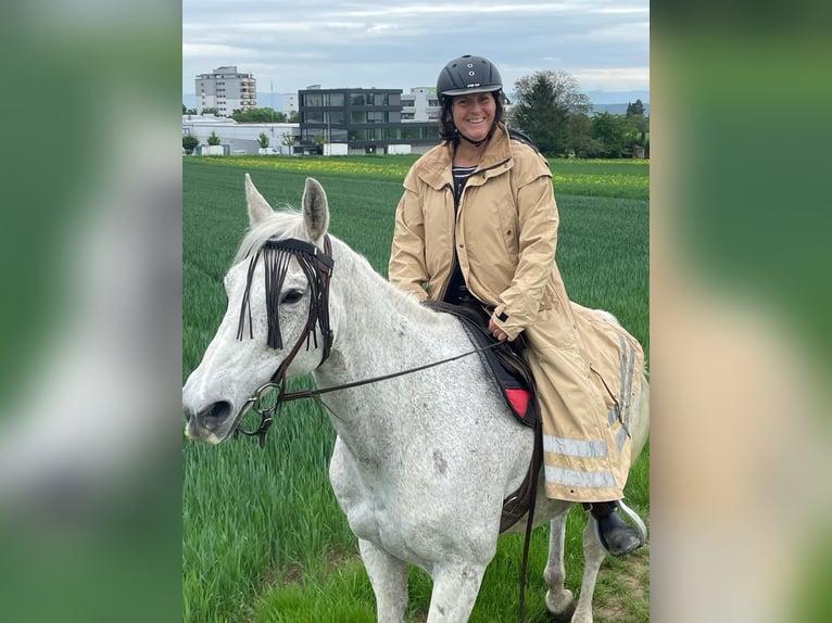 Weitere Warmblüter Wallach 20 Jahre 158 cm Schimmel in Stuttgart Riedenberg