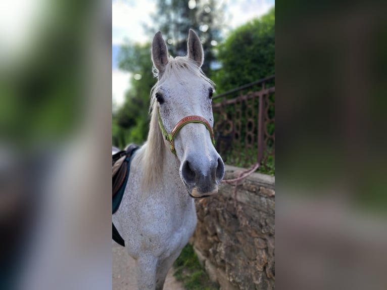 Weitere Warmblüter Wallach 20 Jahre 158 cm Schimmel in Stuttgart Riedenberg