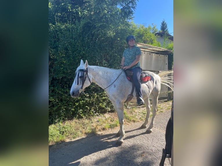 Weitere Warmblüter Wallach 20 Jahre 158 cm Schimmel in Stuttgart Riedenberg