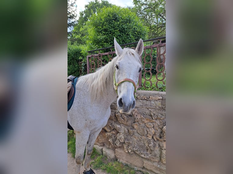 Weitere Warmblüter Wallach 20 Jahre 158 cm Schimmel in Stuttgart Riedenberg