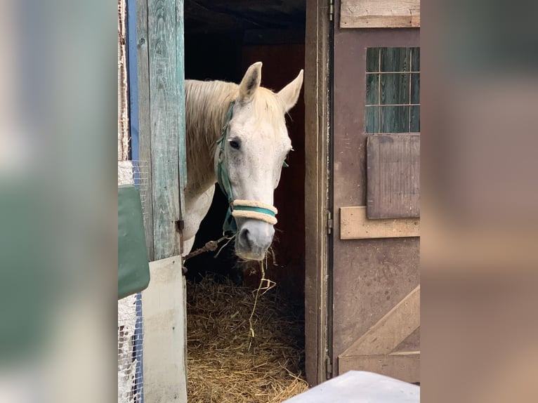 Weitere Warmblüter Wallach 20 Jahre 158 cm Schimmel in Stuttgart Riedenberg