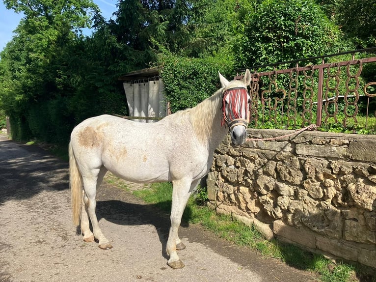Weitere Warmblüter Wallach 20 Jahre 158 cm Schimmel in Stuttgart Riedenberg