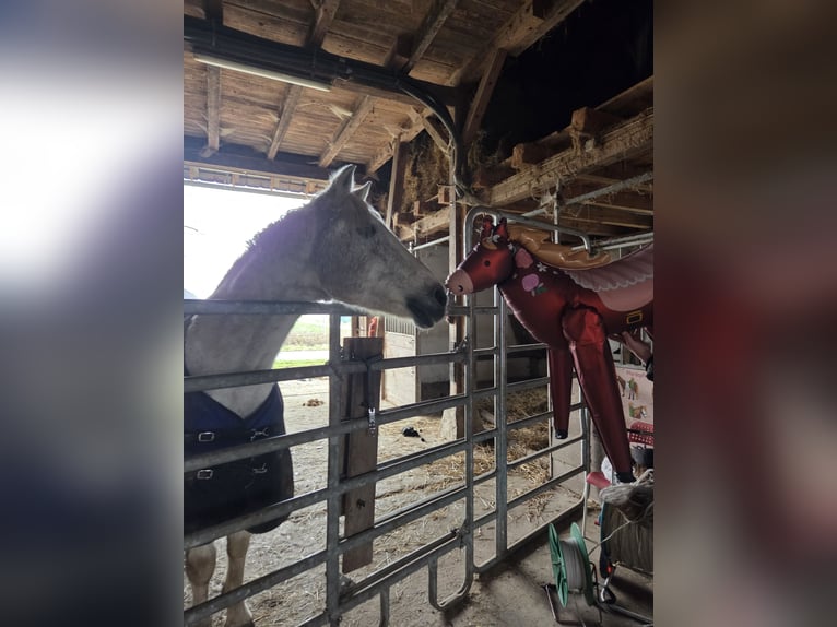 Weitere Warmblüter Mix Wallach 20 Jahre 161 cm White in Lohra
