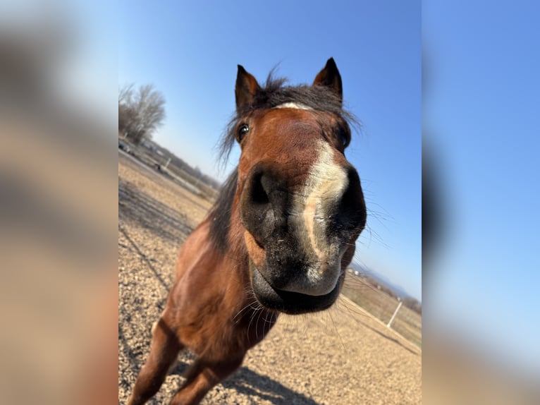 Weitere Warmblüter Mix Wallach 20 Jahre 164 cm Brauner in Felixdorf