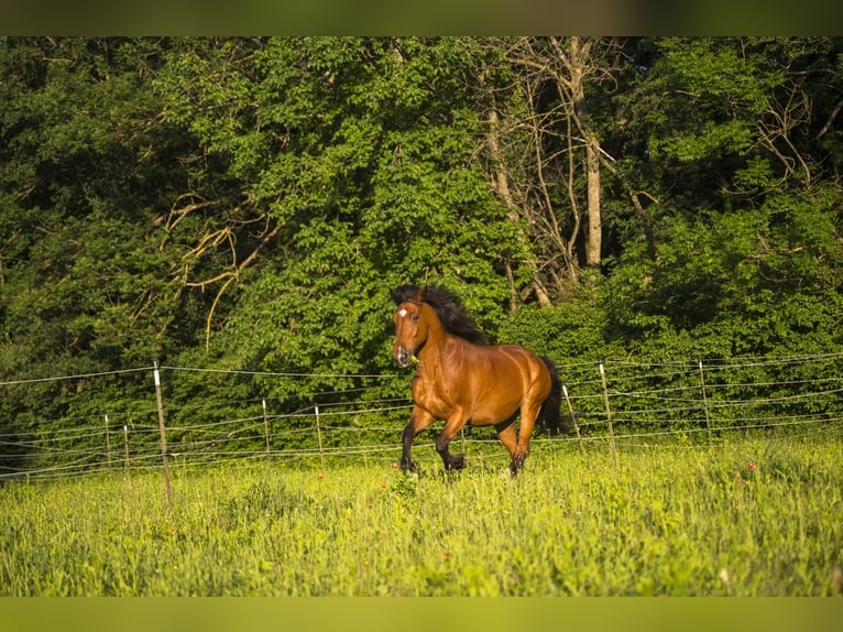 Weitere Warmblüter Mix Wallach 20 Jahre 164 cm Brauner in Felixdorf