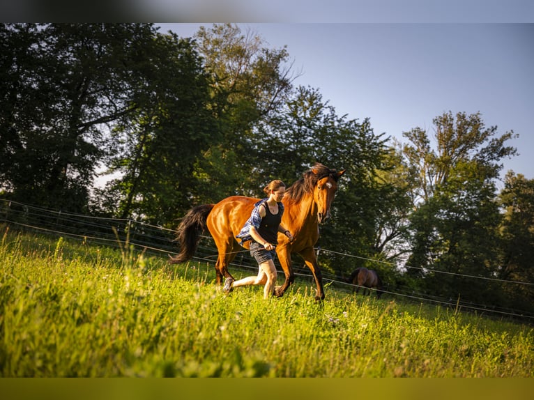 Weitere Warmblüter Mix Wallach 20 Jahre 164 cm Brauner in Felixdorf