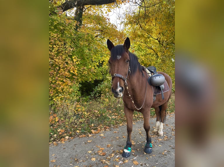 Weitere Warmblüter Mix Wallach 20 Jahre 164 cm Brauner in Felixdorf