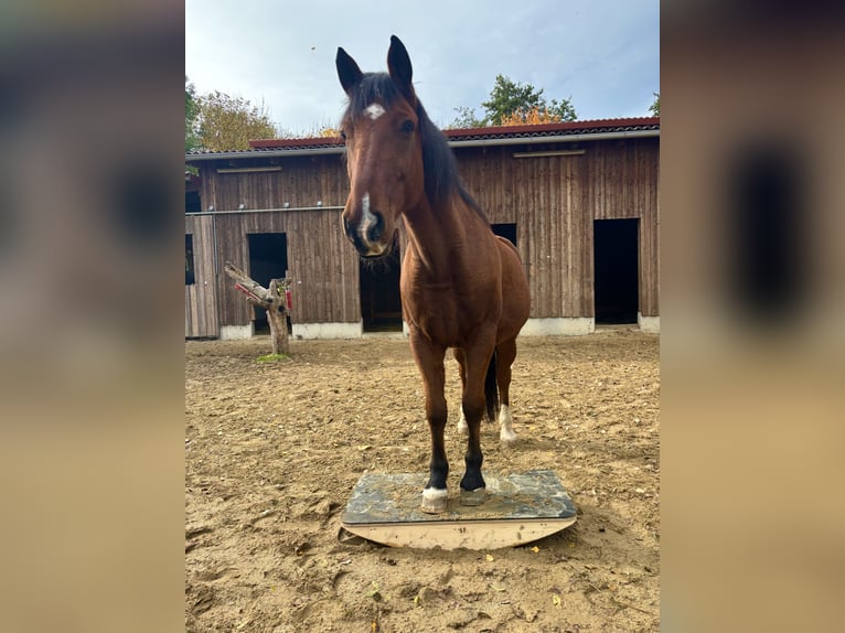 Weitere Warmblüter Mix Wallach 20 Jahre 164 cm Brauner in Felixdorf