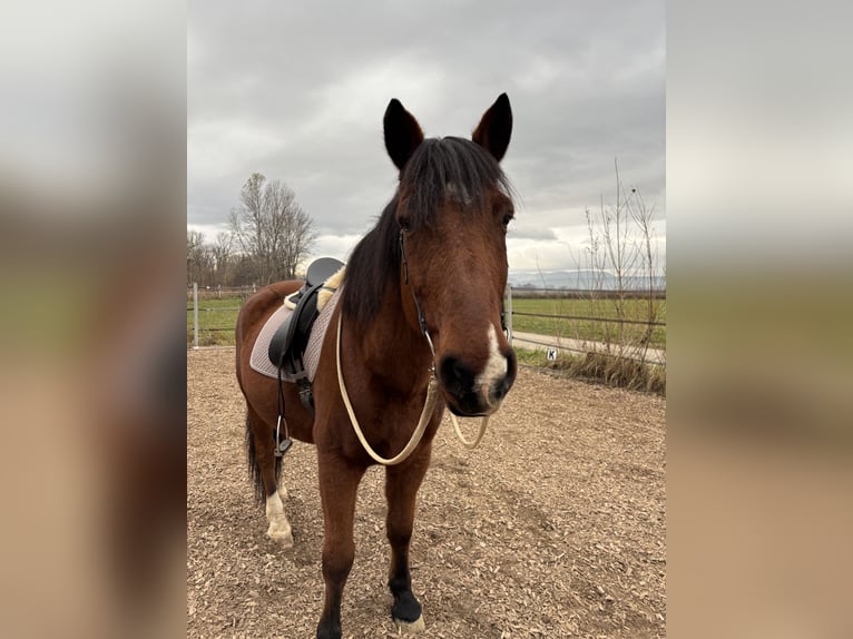 Weitere Warmblüter Mix Wallach 20 Jahre 164 cm Brauner in Felixdorf