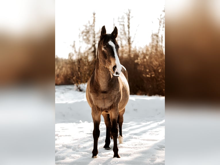 Weitere Warmblüter Wallach 20 Jahre 164 cm Falbe in Steinerkirchen