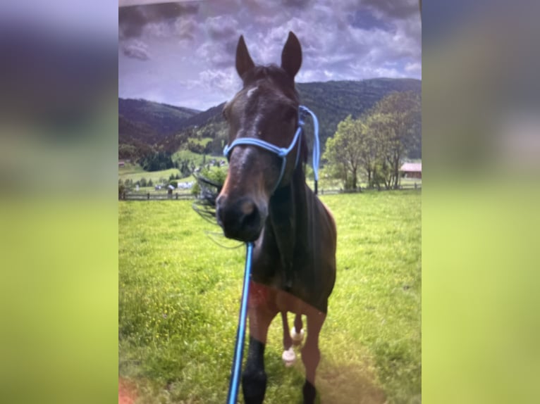 Weitere Warmblüter Wallach 21 Jahre 170 cm Dunkelbrauner in Gnesau