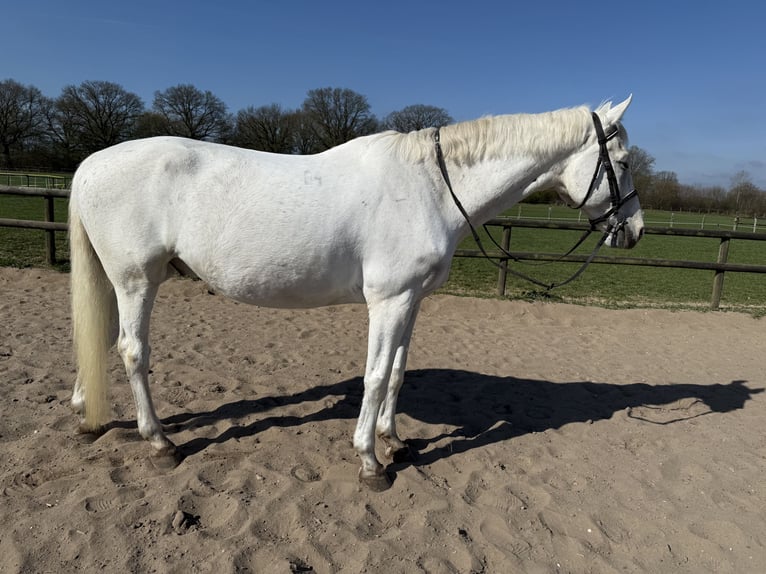 Weitere Warmblüter Wallach 21 Jahre 177 cm Schimmel in Jersbek