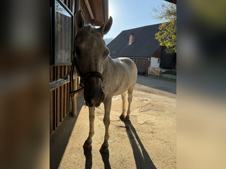 Weitere Warmblüter Wallach 22 Jahre 158 cm Fliegenschimmel in Graz,12.Bez.:Andritz