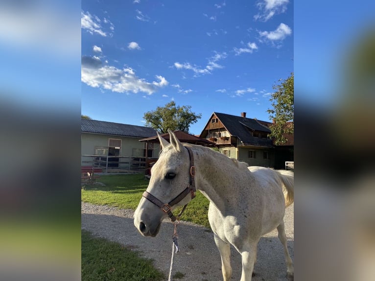 Weitere Warmblüter Wallach 22 Jahre 158 cm Fliegenschimmel in Graz,12.Bez.:Andritz