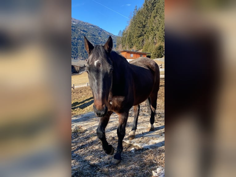 Weitere Warmblüter Wallach 22 Jahre 170 cm Dunkelbrauner in Gnesau